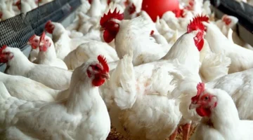 اتحاد منتجي الدواجن يحذر من تهديد مباشر لسوق الدواجن المصري بسبب هبوط الأسعار